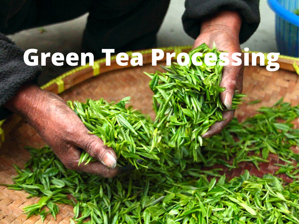 Green Tea Processing