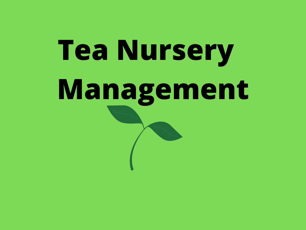 Tea Nursery Management